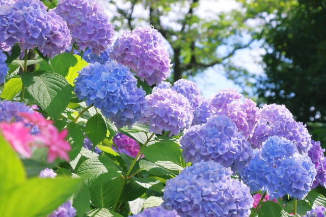 紫陽花の写真です